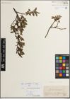 Foto von Salix mielichhoferi Saut. x Salix retusa L.